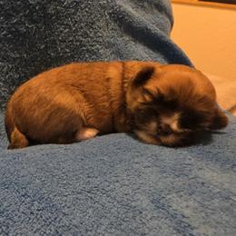 Mal-Shi, Maltipoo, and Poodle Puppies from Collier's Canines