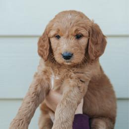 Green collar - Tarzan - Red  male Goldendoodle puppy in Duncan, South Carolina from Abner Creek Poodles & Doodles