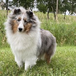 Shetland Sheepdogs from Aral Shelties