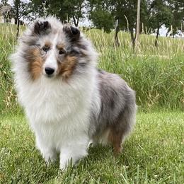 Shetland Sheepdogs from Aral Shelties