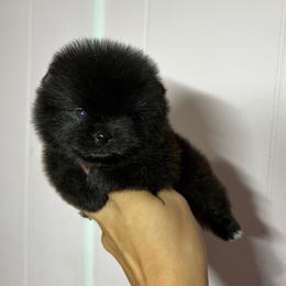 Daisy - Black female Pomeranian puppy in Eagle Pass, Texas from Divine Poms