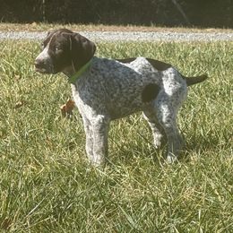 German Shorthaired Pointers from Pointer Creek Gun Dogs