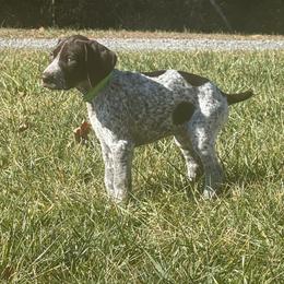 German Shorthaired Pointers from Pointer Creek Gun Dogs
