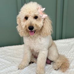 Lola - Goldendoodle