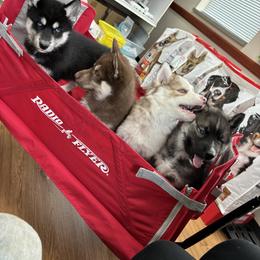 Siberian Husky Puppies from S & J Siberian Huskies