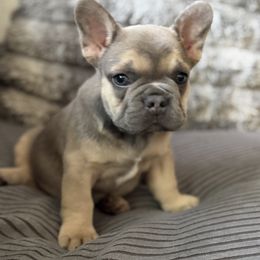 French Bulldog Puppies from Cert. Frenchies