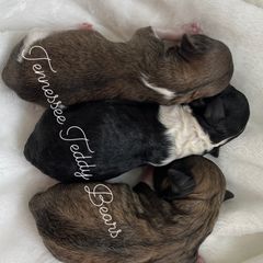 Shichons from Tennessee Teddy Bears KO