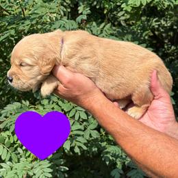Betsy (Dark Purple) - Golden female Golden Retriever puppy in Cadillac, Michigan from K & M Golden Retrievers