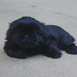 Shih Tzu Puppies from AKC Shih Tzu Champion Line Puppies