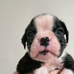 Boxer Puppies from Coast to Coast Boxers