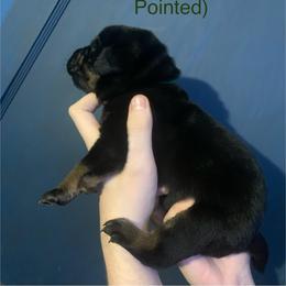 Labrador Retriever Puppies from Shadows Lovely Kennel