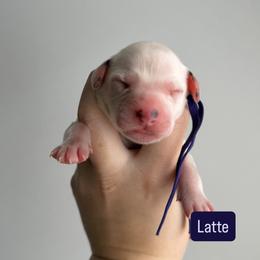 Latte - LUA long coat - White and black female Dalmatian puppy in Davenport, Florida from Sunny Jewels Dalmatians