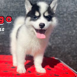 Ringo - White male Pomsky puppy in Winston, Oregon from Arctic Tails Spitz
