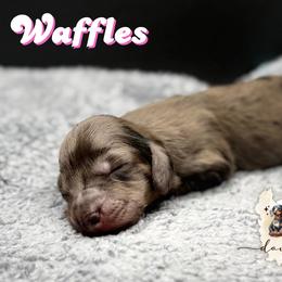 WAFFLES - Dapple female Dachshund puppy in Alto, Texas from Double W Doxies