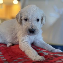 Wednesday- Turquoise Collar - Cream female Assorted Doodle Crosses puppy in Norfolk, Virginia from Móraí’s Doodles