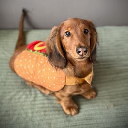 Green - Red male Dachshund puppy in Oshkosh, Wisconsin from Boombay