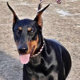 Lovey-Rose - Black and rust female Doberman Pinscher puppy in Lake City, Florida from Providence Kennels