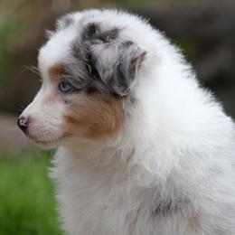 Australian Shepherd, Mastiff, and Miniature American Shepherd Puppies from Ashber Farm