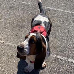 Waylon - Basset Hound