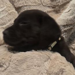 Girl 3 Yellow  Collar - Chocolate female Labrador Retriever puppy in Vacaville, California from Mathew's Labradors