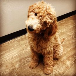 Goldendoodles from Oakley Doodles