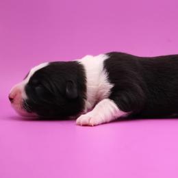 Fate (light pink collar) - Black and white female Border Collie puppy in Boiling Springs, South Carolina from Top Notch Border Collies
