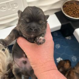 Danny - Blue male Shih Tzu puppy in Springboro, Ohio from Shih Tzus of Springboro LLC.