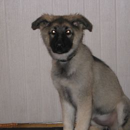 Shiloh Shepherd Puppies from Solace Shilohs