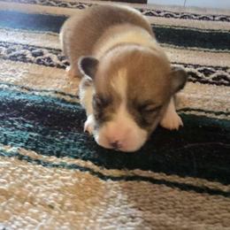 Darla - Red female Pembroke Welsh Corgi puppy in Anton, Texas from X Bar's Lil Legs of Texas