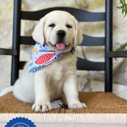 6th pick Male - Yellow male Labrador Retriever puppy in Mt. Vernon, Texas from Bohlken Labradors