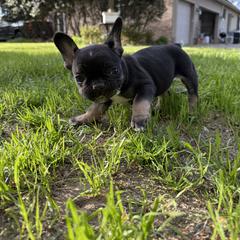 Blue - Black and white male French Bulldog puppy in Pocomoke, Maryland from Black Water Frenchies