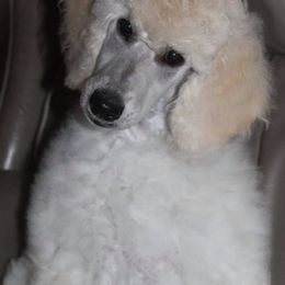 Poodle Puppies from Keri Standard and Miniature Poodles