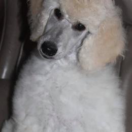 Poodle Puppies from Keri Standard and Miniature Poodles