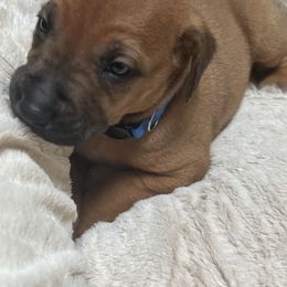 Rhodesian Ridgeback Puppies from blueridgebacks