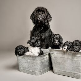 Labradoodle Puppies from Leebrick Labradoodles