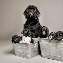 Labradoodle Puppies from Leebrick Labradoodles
