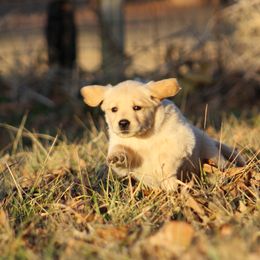 Golden Retriever Puppies from Golden Barnes Kennel