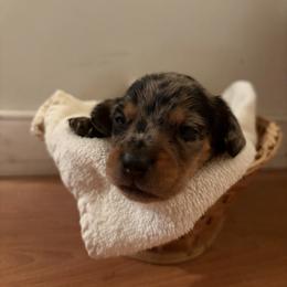 Iron - Dapple male Dachshund puppy in Dinwiddie, Virginia from White Oak Kennels