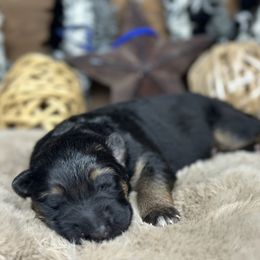 Xander - Blue - Black and red male German Shepherd puppy in Iola, Wisconsin from DeFelice's German Shepherds