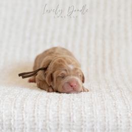 Brown Collar Boy - Caramel cream male Australian Labradoodle puppy in Thousand Oaks, California from Lovely Doodle Lane