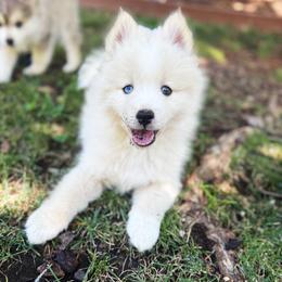 Mac - White male Pomsky puppy in Grass Valley, California from Karalot Pomskies