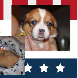 Susitna - Red and white female American Corgi puppy in Sedro Woolley, Washington from Patriot Corgis
