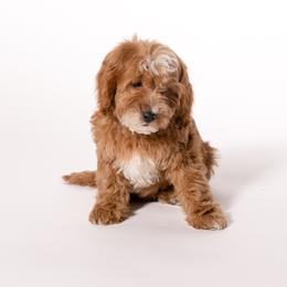 Bonsai - Apricot male Cavapoo puppy in Payson, Utah from Country Sky Doodles