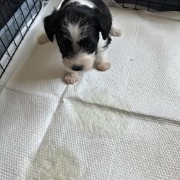 Twin - Parti male Miniature Schnauzer puppy in Lexington, Tennessee from The Blessing