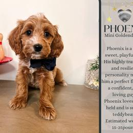 Phoenix - Red  male Goldendoodle puppy in Hilton, New York from The House of Goldendoodle