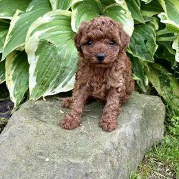 Poodle Puppies from Poodle Me Crazy