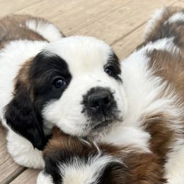 Saint Bernards from NEK Saints (Oh Boy Acres)