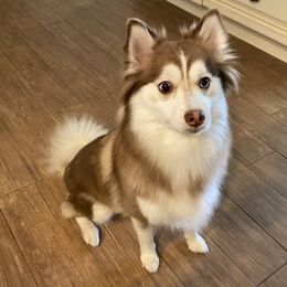 Scarlet - Pomsky