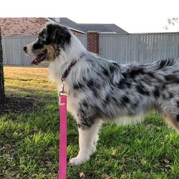 Freya - Australian Shepherd