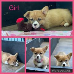 Pembroke Welsh Corgi Puppies from Western Star Corgis